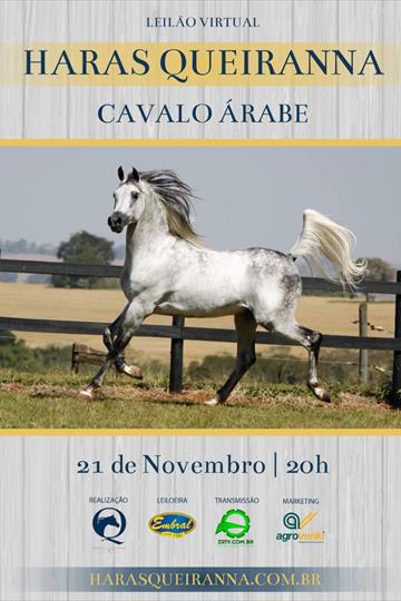 LEILÃO ON LINE | CAVALO ÁRABE LEILÃO ON LINE | CAVALO ÁRABE
