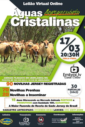 LEILÃO ON LINE | LEILÃO GADO JOVEM JERSEY REGISTRADOS AGROPECUARIA LEILÃO ON LINE | LEILÃO GADO JOVEM JERSEY REGISTRADOS AGROPECUARIA