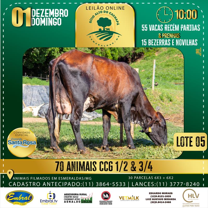 Embral Leilões - Especializada em Leilões do Segmento Rural