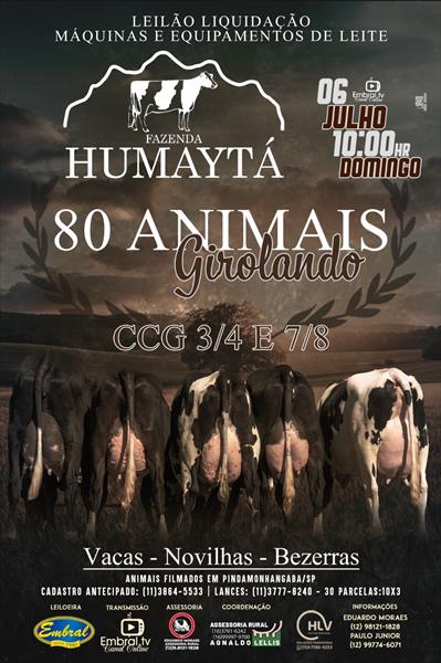 LEILÃO DE LIQUIDAÇÃO FAZENDA HUMAYTÁ | GADO GIROLANDO - MÁQUINAS E EQUIPAMENTOS DE LEITE