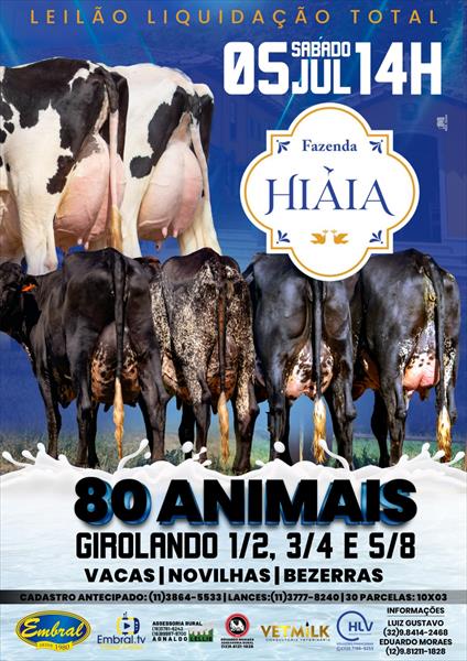LIQUIDAÇÃO TOTAL FAZENDA HIAIA | GADO GIROLANDO