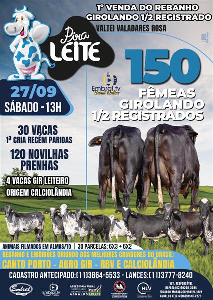 1º VENDA DO REBANHO PIRA LEITE | GADO GIROLANDO 1º VENDA DO REBANHO PIRA LEITE | GADO GIROLANDO