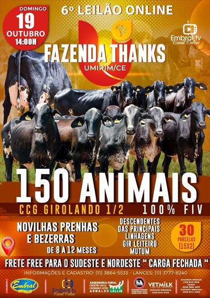 6º LEILÃO ONLINE FAZENDA THANKS | GADO GIROLANDO CCG 1/2