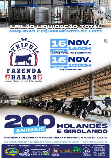 LEILÃO LIQUIDAÇÃO TOTAL FAZENDA HARAS TRIPUÍ | DIA 1 - GADO GIROLANDO E HOLANDES LEILÃO LIQUIDAÇÃO TOTAL FAZENDA HARAS TRIPUÍ | DIA 1 - GADO GIROLANDO E HOLANDES