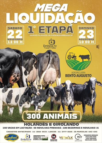 MEGA LIQUIDAÇÃO TOTAL 1ªETAPA AGROPECUÁRIA BENTO AUGUSTO | DIA 2 | GADO HOLANDÊS E GIROLANDO