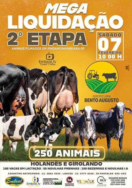 2ª ETAPA MEGA LIQUIDAÇÃO AGROPECUÁRIA BENTO AUGUSTO | GADO HOLANDÊS E GIROLANDO