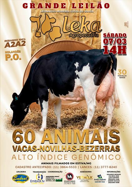 GRANDE LEILÃO LEKA AGROPECUÁRIA | GADO HOLANDÊS P.O.